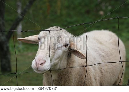 A Herd Of White Sheep Grazes On A Fenced Pasture