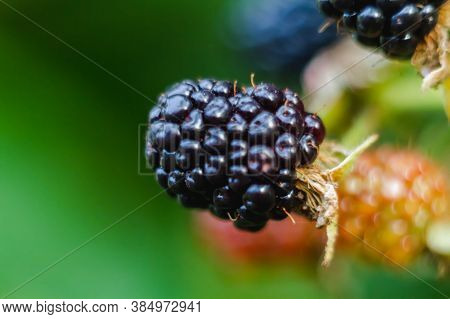 Natural Garden Or Forest Blackberries On A Branch Of A Green Plant. Black Delicious Blackberries On