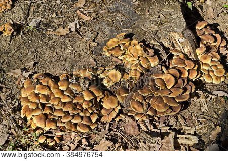 Delicious Edible Yellow Mushrooms Chanterelle Or Cantharellus Ciba-rius Grow Near By Stump , Sofia, 