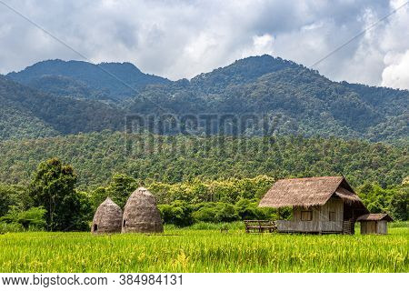 Srtaw Hut Inside Rice Field At Huai Thung Tao Lake In Chiang Mai, Thailand Surrounded By Beautiful N