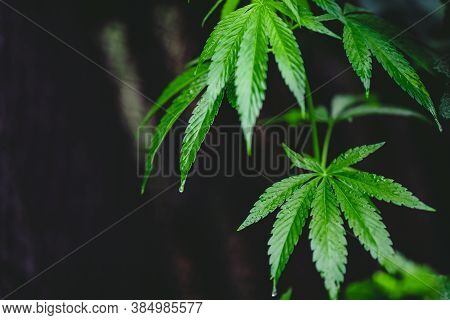 Leaf Green Marijuana Hemp Cannabis On Blurred Dark Background