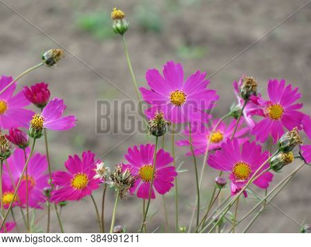 Studio Shot Of Lilac Colored Colhicum Flowers Isolated On White Background. Large Depth Of Field Mac