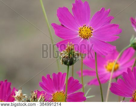 Studio Shot Of Lilac Colored Colhicum Flowers Isolated On White Background. Large Depth Of Field Mac