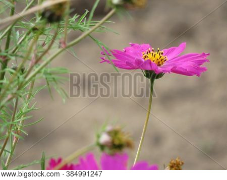 Studio Shot Of Lilac Colored Colhicum Flowers Isolated On White Background. Large Depth Of Field Mac
