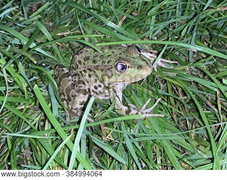 Green Toad On The Grass, Close-up. Frog On The Green Grass. River Animal On The Shore Near The Reser