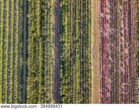 Aerial Drone Image Of Fields With Diverse Crop Growth Based On Principle Of Polyculture And Permacul