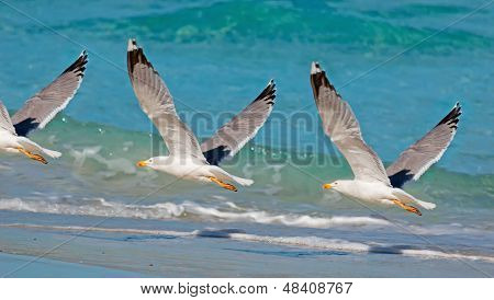 Seagull Flying Over The Foreshore
