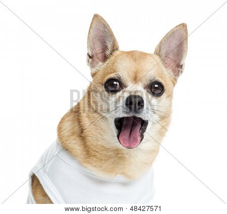 Close up di un Chihuahua vestito fino ansimando, isolato su bianco