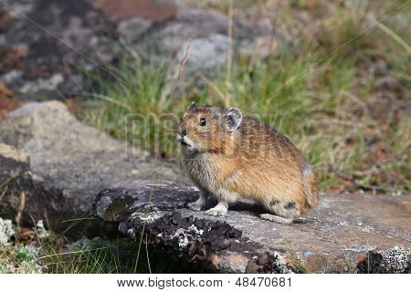 Pika เหนือ (ochotona Hyperborea)