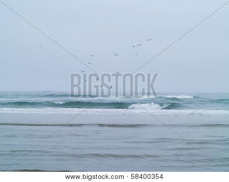 Seabirds Flying Over A Rocky Beach On The Oregon Coast Usa