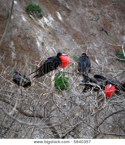 Colonia Fregata Magnificens, mužské nádherní ptáci fregata