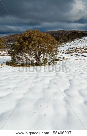 Bogong High Plains