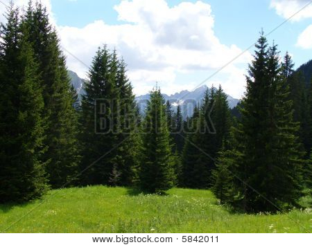 Pinewood