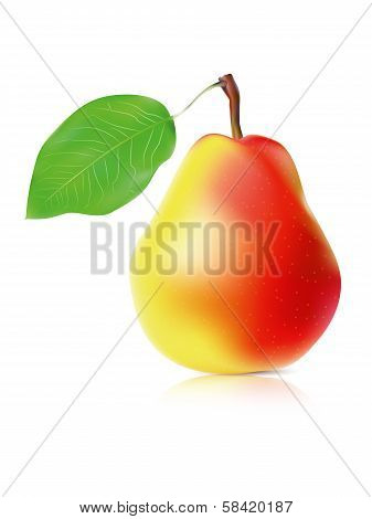 Realistic ripe pear