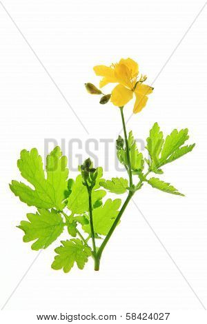 Celandine (Chelidonium majus)