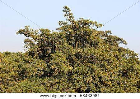 sapodilla trees