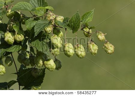 Hop cones and the leaves of hop.