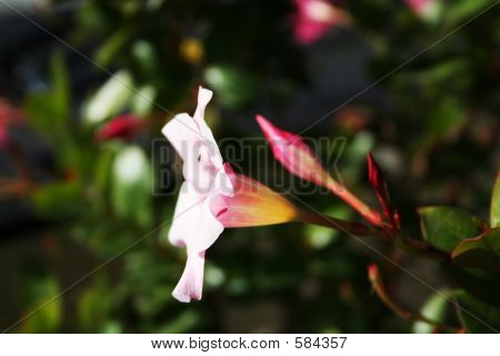 flor