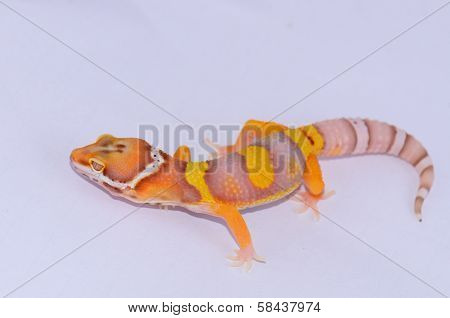 Juvenile Bell Albino Leopard Gecko (eublepharis Macularius)