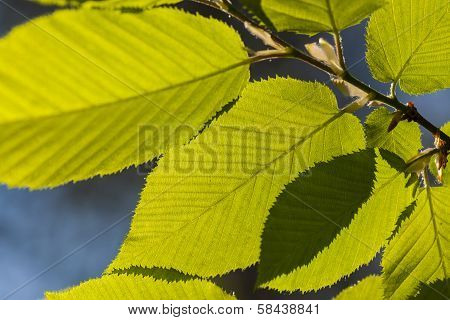 The green leaf illuminated by sunlight.