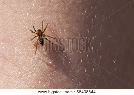 Spider on the skin of hands.