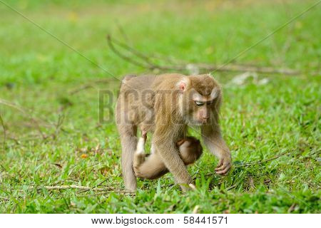 Pig-tailed Macaque