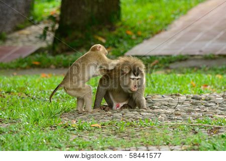 Pig-tailed Macaque