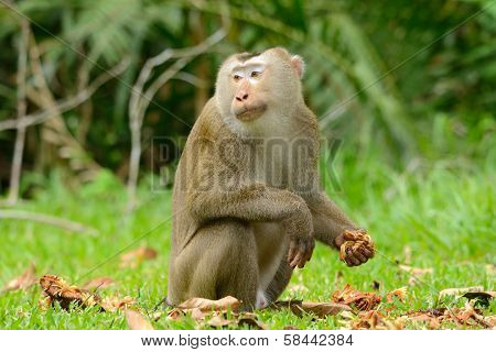 Pig-tailed Macaque
