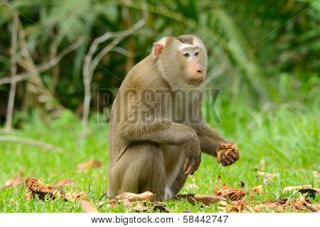 Pig-tailed Macaque