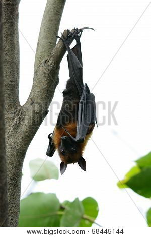 Lyie's Flyingfox