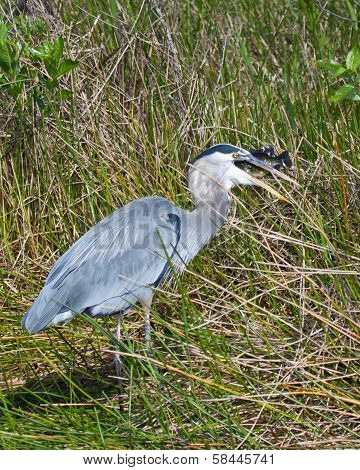 Great Blue Heron