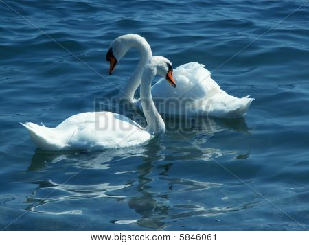 Mute Swans (Cygnus olor)