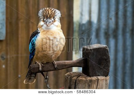 A tropical bird sitting on a mallet