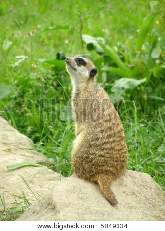 Suricata อยากรู้อยากเห็น