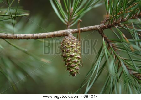 Enkele Pinecone