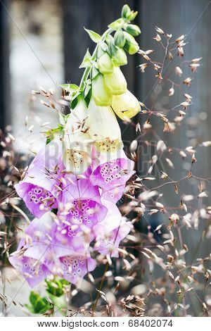 Digitalis Purpurea Or Foxglove Behind Summer Grass