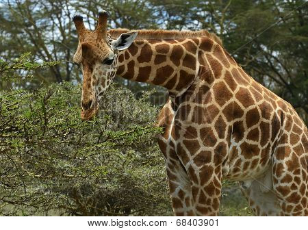 Giraffe