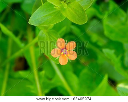 Orange meadow flower
