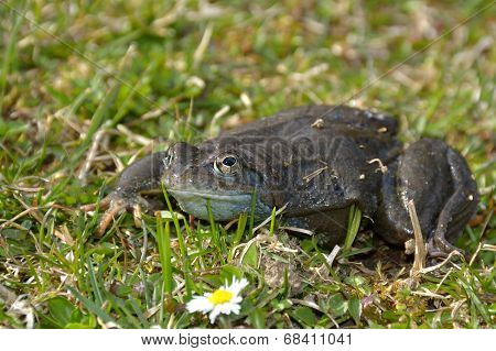 Agile Frog (rana Dalmatina) In Grass