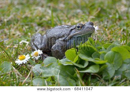 Agile Frog (rana Dalmatina) In Grass