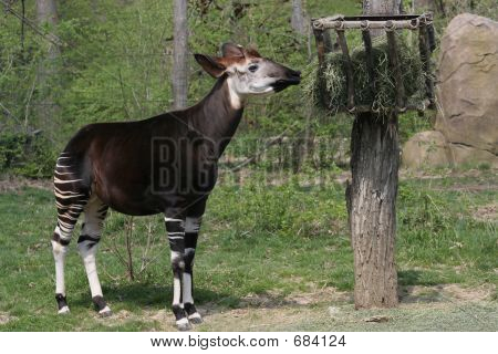 Okapi