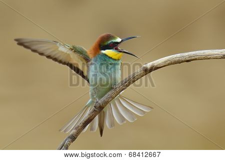 European Bee-eater (merops Apiaster) Outdoor