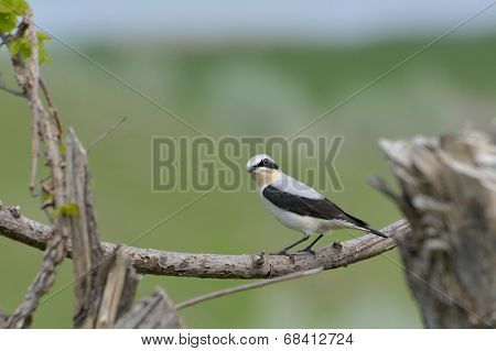 Northern Wheatear, Oenanthe Oenanthe, Single Male