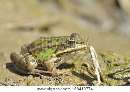 European Bullfrog In Marsh