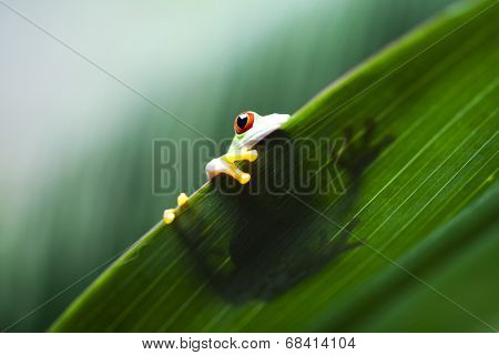Frog in the jungle