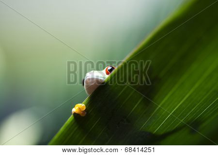 Frog in the jungle