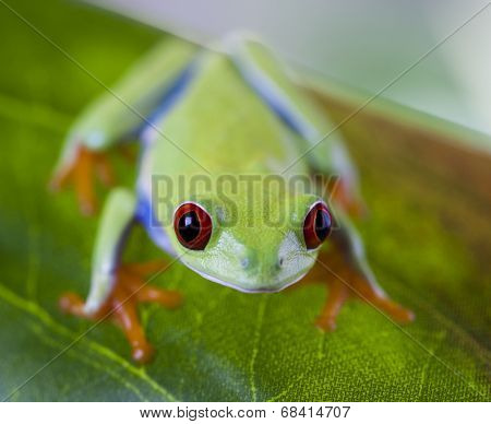Tree frog 