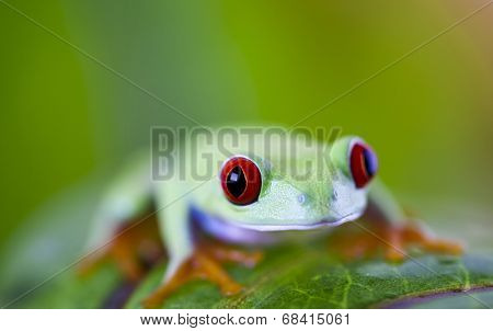 Red eyed frog 