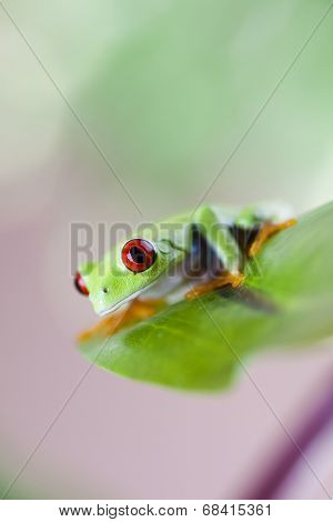 Tree frog