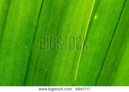 Lasciare verde